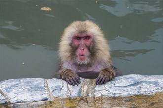 Hot-Tubbing Monkeys