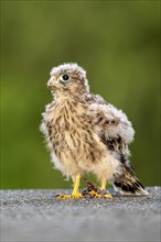 Common Common Kestrel (Falco tinnunculus)