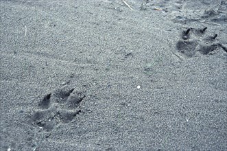 Wolf step seal