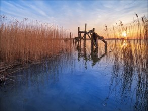 Old jetty in the reeds on the Peene River at sunset