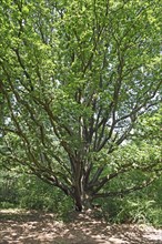 Sessile oak (Quercus petraea)