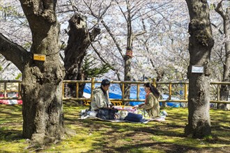 Cherry blossom in the Hakodate park
