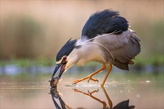 Black-crowned night heron (Nycticorax nycticorax) with captured fish