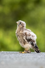 Common Common Kestrel (Falco tinnunculus)