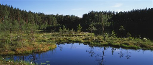 Floating island in Zakret nature reserve