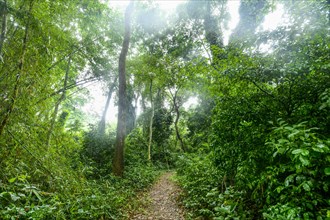 Unesco site Osun-Osogbo Sacred Grove