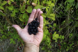 Hand with blackberries