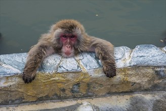 Hot-Tubbing Monkeys