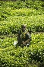 Friendly tea worker in a Tea plantation in the Virunga mountains