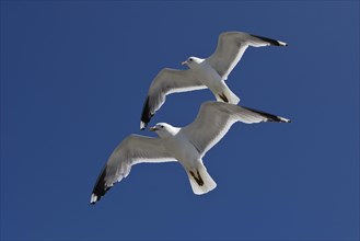 Two Gulls (Larus canus) flying synchronously with a recognisable hand-wing pattern