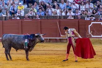 Matador with muleta and espada standing in front of bull
