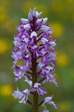 Military orchid (Orchis militaris) in inflorescence