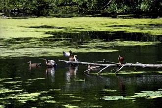 Ducks on the Wakenitz