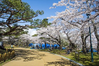 Cherry blossom in the Hakodate park