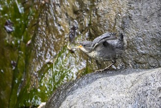 White-throated Dipper (Cinclus cinclus)