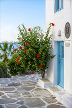 Cycladic house with blue door and blooming flowers
