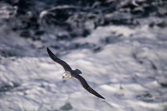 Northern fulmar (Fulmarus glacialis) in flight