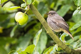 Juvenile Black redstart (Phoenicurus ochruros)