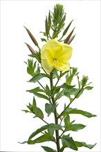 Flower of a common evening primrose (Oenothera biennis) Common evening primrose on white background