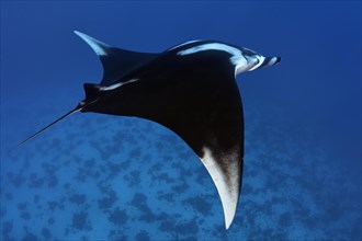 Reef manta ray (Mobula alfredi)