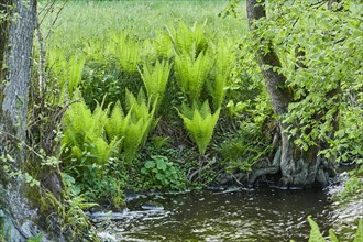 Male fern (Dryopteris filix-mas) growing at a little stream