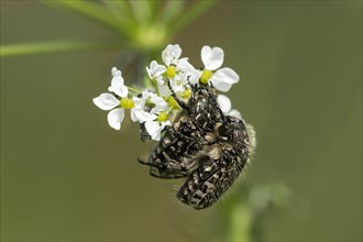 Mating of white spotted rose beetle (Oxythyrea funesta)