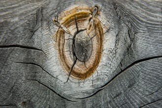 Weathered wood with knothole at an alpine hut