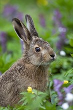 Young brown hare (Lepus europaeus) with hollow larkspur