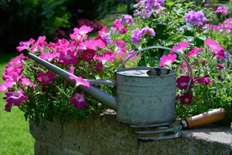 Watering can and blooming flowers on wall