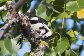 Syrian woodpecker (Dendrocopos syriacus)