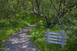 Signpost in the birch forest