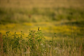 Meadow Wagtail (Motacilla flava)