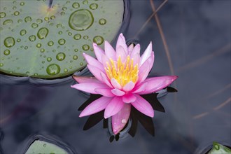 Pink water lily (Nymphaea Pink)