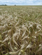 Grain field in the Rundlingsdorf Meuchelfitz