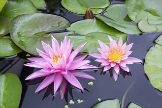 Pink water lily (Nymphaea Pink)