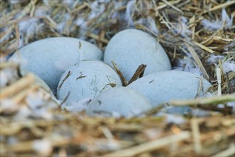 Mute swan (Cygnus olor) eggs in a birdnest