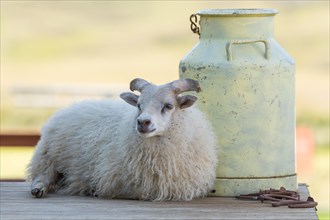Sheep lying in front of big old milk can