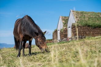 Grazing Icelandic horse (Equus islandicus) in front of horse stable and tool shed in original peat construction