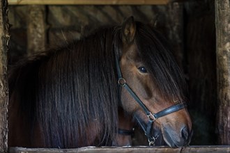 Icelandic horse (Equus islandicus) in horse stable in original peat construction