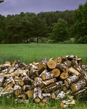 Wet birch logs. Village of Sapolno