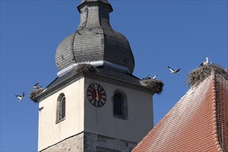 White storks nesting at the church tower