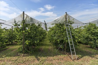 Cherry plantation with stretched hail protection during cherry harvest