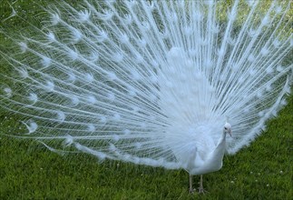 White peacock (Pavo cristatus mut alba) beats its wheel