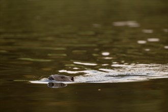 Beaver European beaver (Castor fiber) swimming in the water