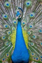 Peacock Indian peafowl (Pavo cristatus) beats wheel