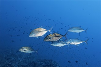 Shoal of bluefin trevallies (Caranx melampygus) chasing small fish over coral reef