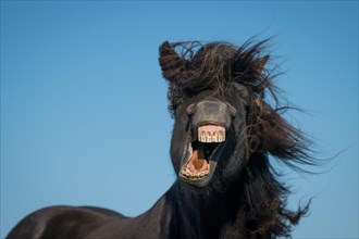 Icelandic horse (Equus islandicus)