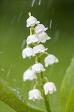 Lily of the valley (Convallaria majalis) in the rain