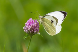 Cabbage butterfly (Pieris brassicae) on clover blossom