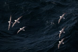Northern fulmars (Fulmarus glacialis) in flight